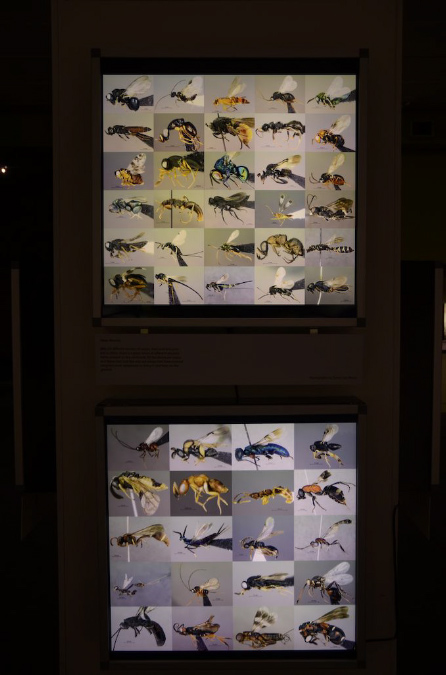 Wasp_exhibition__DSC3468